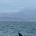 Ein Hai im Gardasee